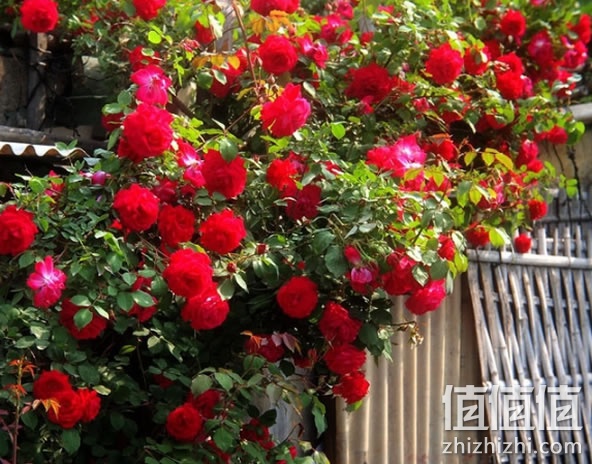 蔷薇花苗
