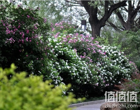 蔷薇花苗