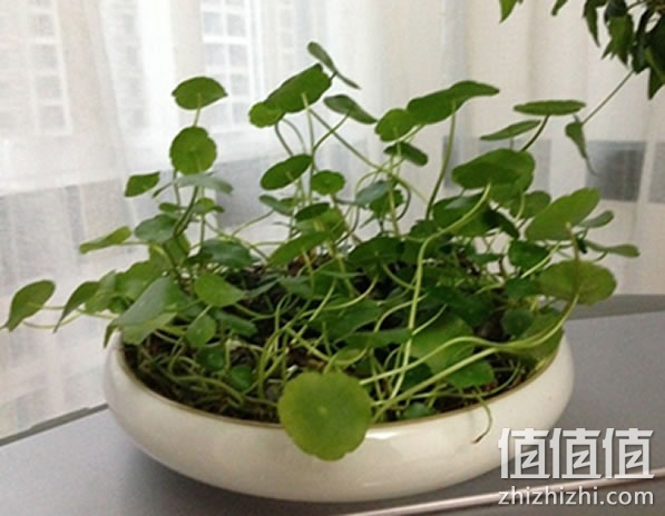 花盆
