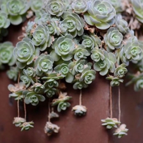 多肉植物套装