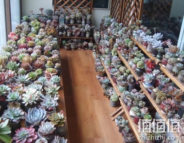 多肉植物