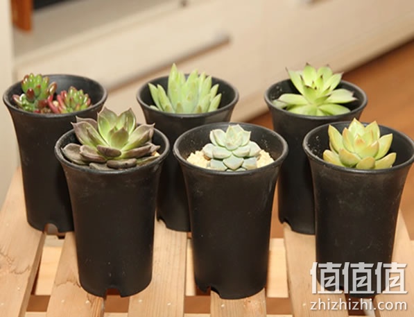 盆栽