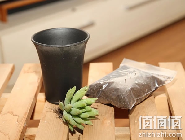 盆栽