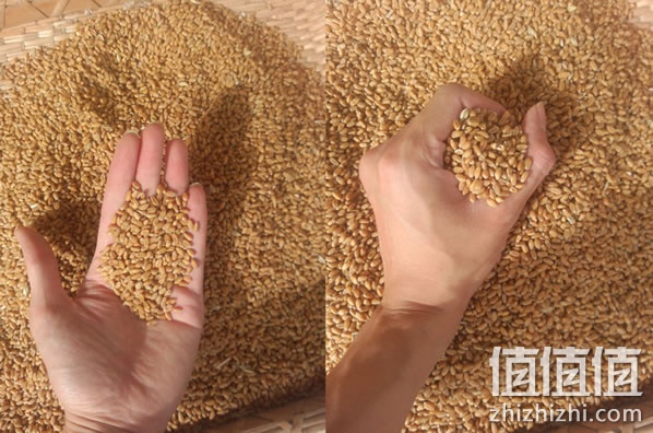 细麦麸皮