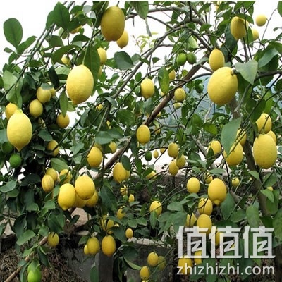 安岳新鲜现摘黄柠檬