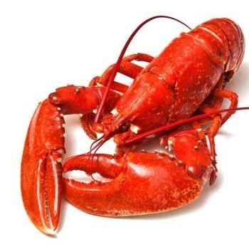 Canice Canice 波士顿龙虾500-600 g 90元
