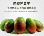 产地现摘现发：探味君 四川攀枝花大芒果 5斤礼盒装