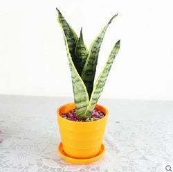 清雅 虎皮兰室内花卉绿植盆栽 6.8元 包邮