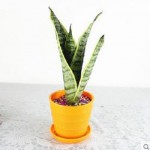 清雅 虎皮兰室内花卉绿植盆栽