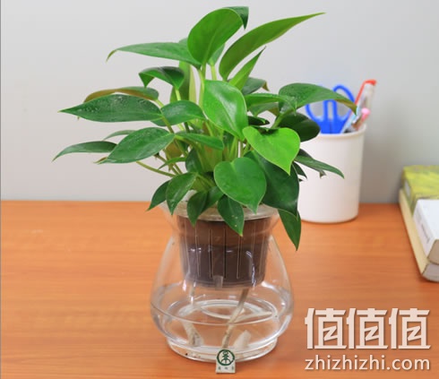 景润赉水培植物 
