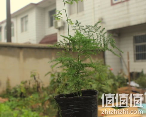 朗阆室内小盆栽 观赏文竹