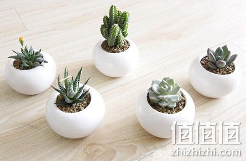 若汐陶瓷盆栽带土防辐射多肉植物