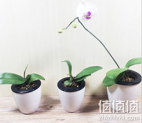 静语嫣蝴蝶兰六年大苗花苗盆栽