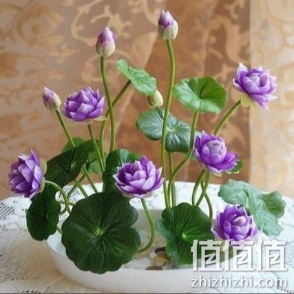 huazhigu-wanlian
