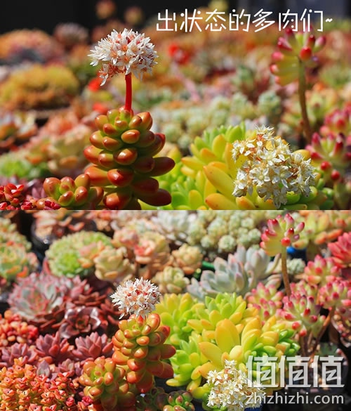 非凡迷你盆栽