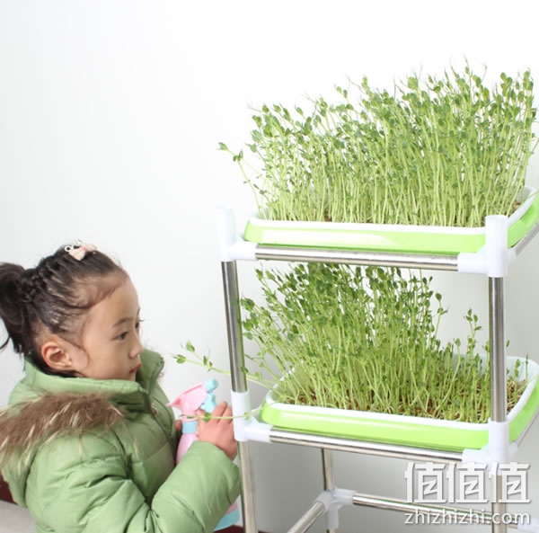 芊姿彩双层育苗盘