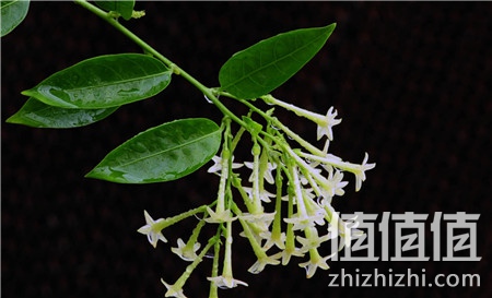 5种小朋友需远离的植物盆栽！！！