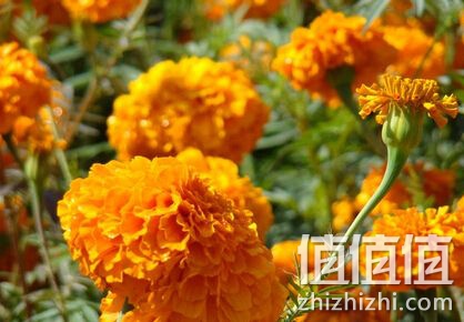 办公室最眼睛佳伴侣叶黄素胶囊