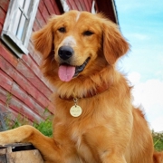 怡亲 犬用项圈吊牌《一条狗的使命》纪念款