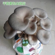 自己种蘑菇#食用蘑菇包 菌包