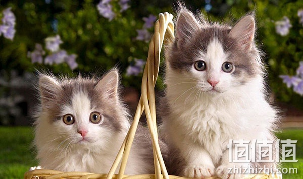 如何选购猫砂_选购猫砂的注意事项，哪个牌子的猫砂性价比最高？猫砂怎么选购？