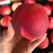 预售 自家种植 新鲜沙红桃 5斤