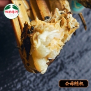 阳澄湖大闸蟹1.5-1.9公母螃蟹八只礼盒装 鲜活六月黄
