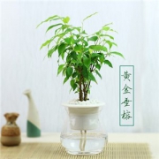 景润赉 自动吸水 植物盆栽 多款可选