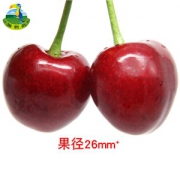 现货 烟台车厘子 3斤 26mm大果 J级