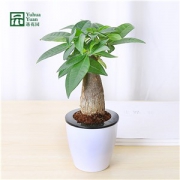 发财树绿萝芦荟吊兰文竹水培植物花卉盆栽绿植办公室内客厅小盆景