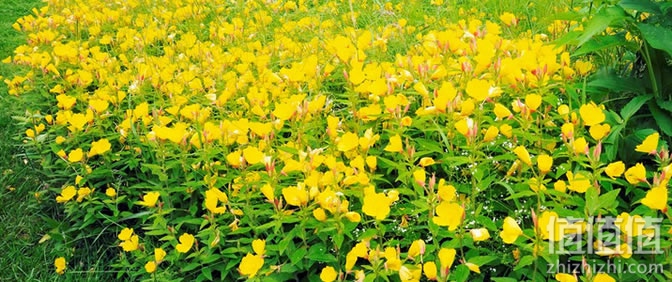2017月见草油选购指南