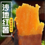 年贡园 现挖黄河沙地红薯5斤