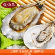 预售：瀛仙岛 野生带壳鲜活生蚝 新鲜海蛎子5斤