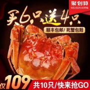 阳澄绿洲 阳澄湖六月黄大闸蟹10只