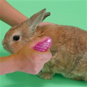 日本Doggyman兔兔吸毛梳 小宠专用梳子