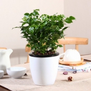 花七休 文竹 花卉绿植盆栽