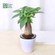 发财树绿萝白掌盆栽绿植