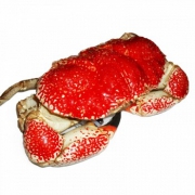 Gfresh 澳洲进口鲜活皇帝蟹 5kg 1只
