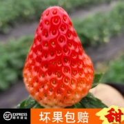长丰草莓 红颜草莓礼盒 1150g 现摘现发