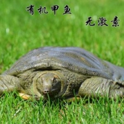 千岛湖 3年-4年有机中华鳖 600g