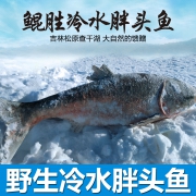 天猫商城：舌尖推荐，鲲胜 查干湖冬捕正宗野生查干湖胖头鱼 5-6斤
