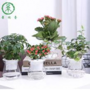景润赉 植物盆栽室内