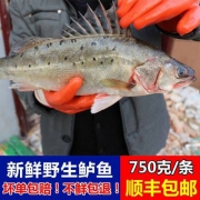 天猫商城：顺丰包邮，今趣 七星海鲈鱼*2条 1.5Kg