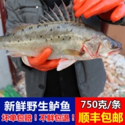 今趣 野生新鲜七星海鲈鱼 2条共3斤