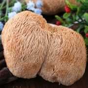 天然林场 东北生山猴头蘑菇干货 90g