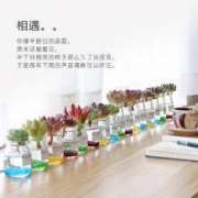 一宅一花  布丁多肉8个含盆