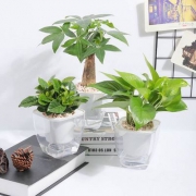 淘宝网：懒人园艺 水培植物盆栽 多款