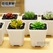 娃娃家家 新手多肉植物套装10盆