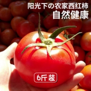 野竹林 现摘新鲜西红柿 6斤