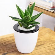 净化空气# 芦荟多肉植物办公室绿植小盆景